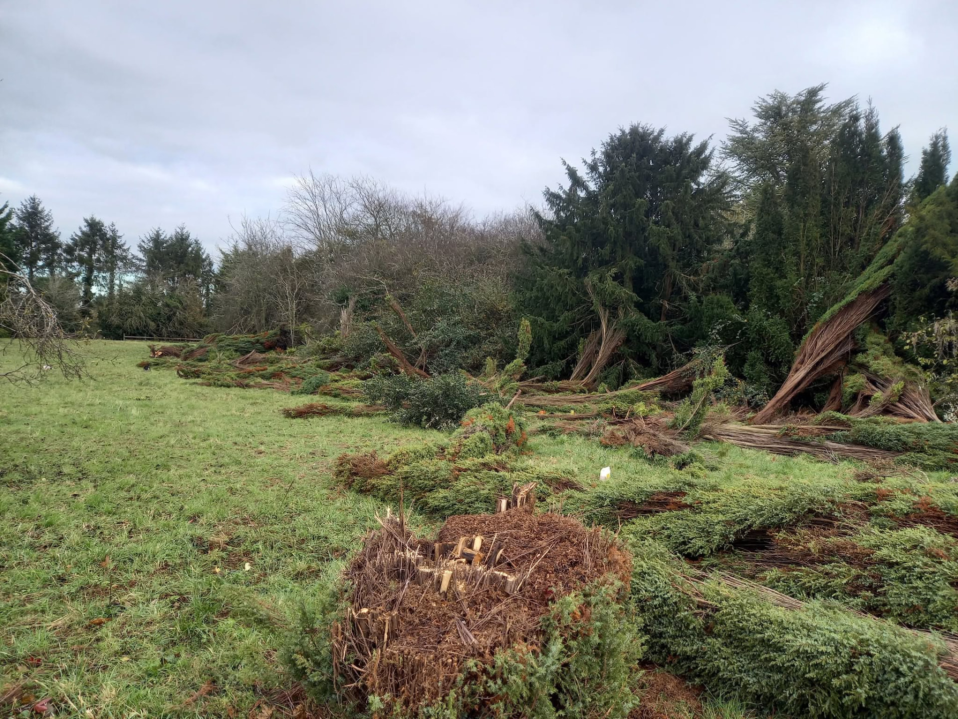 Cleared ground after removing fallen conifers