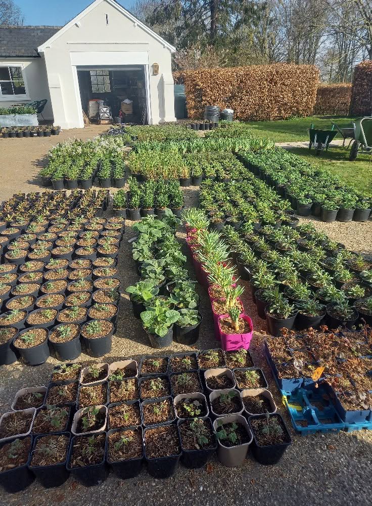 Rows of young plants ready to be bedded out